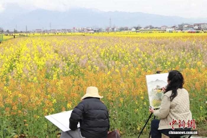 乡村花海蝶变新动能;汉中春色激活文旅潜力。 文化旅游 乡村花海蝶变新动能;汉中春色激活文旅潜力。 文化旅游
