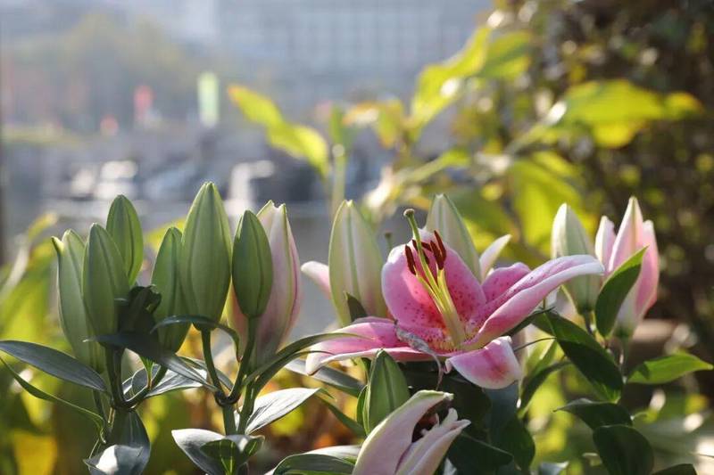时效破局:铁路冷链如何重塑百合花供应链 新闻 时效破局:铁路冷链如何重塑百合花供应链 新闻 时效破局:铁路冷链如何重塑百合花供应链 新闻